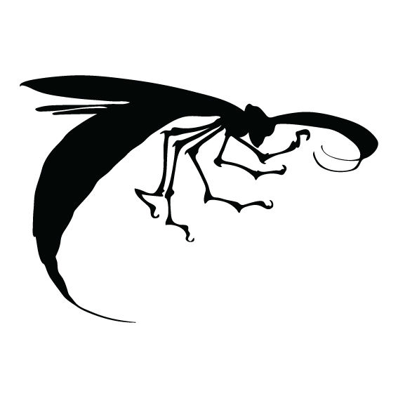 ANIMALE 46